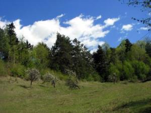 Referat La Ecologie Padurea De Conifere