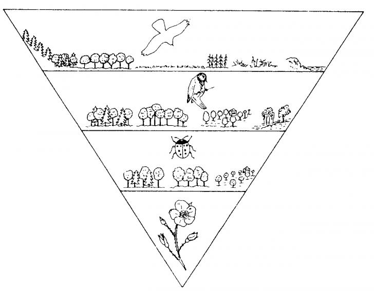 Экологическая пирамида перевернутая примеры