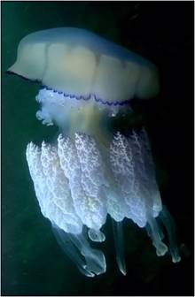 Imagine:Black sea fauna jelly 01.jpg