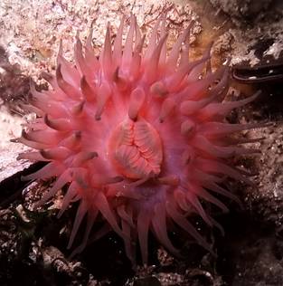 Imagine:Black sea fauna actinia 01.jpg
