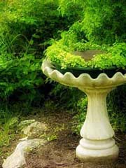 birdbath2.jpg