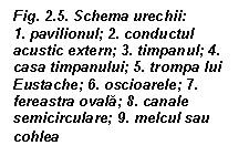 Text Box: Fig. 2.5. Schema urechii:
1. pavilionul; 2. conductul acustic extern; 3. timpanul; 4. casa timpanului; 5. trompa lui Eustache; 6. oscioarele; 7. fereastra ovala; 8. canale semicirculare; 9. melcul sau cohlea
