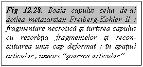 Text Box: Fig 12.28. Boala capului celui de-al doilea metatarsian Freiberg-Kohler II : fragmentare necrotica si turtirea capului cu rezorbtia fragmentelor si recon-stituirea unui cap deformat ; in spatiul articular , uneori 