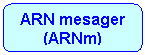 Rounded Rectangle: ARN mesager
(ARNm)

